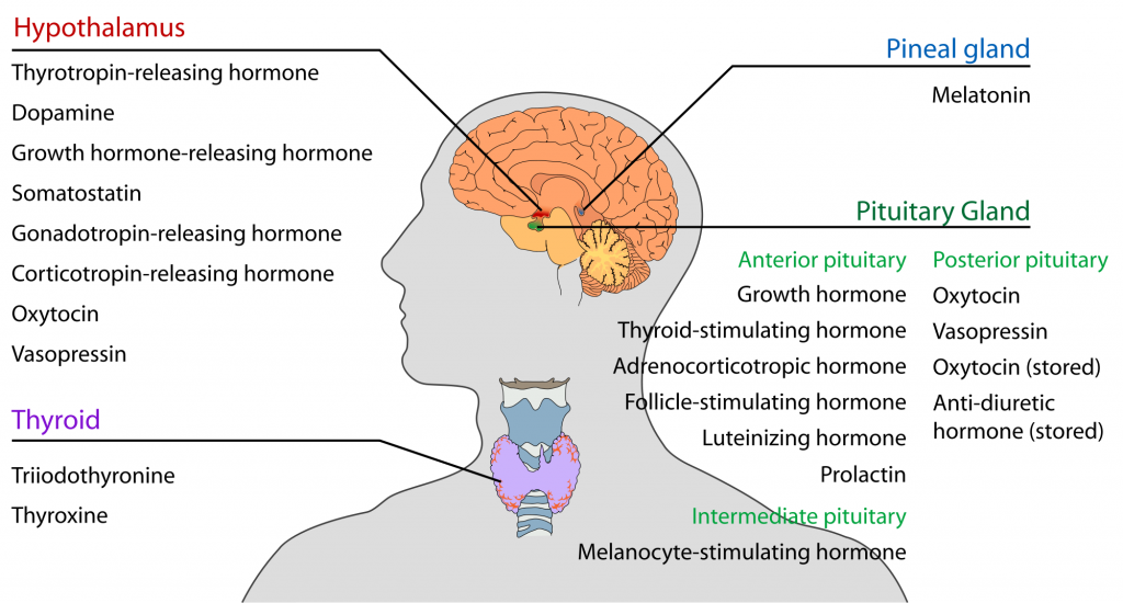 hormoner i overgangsalderen